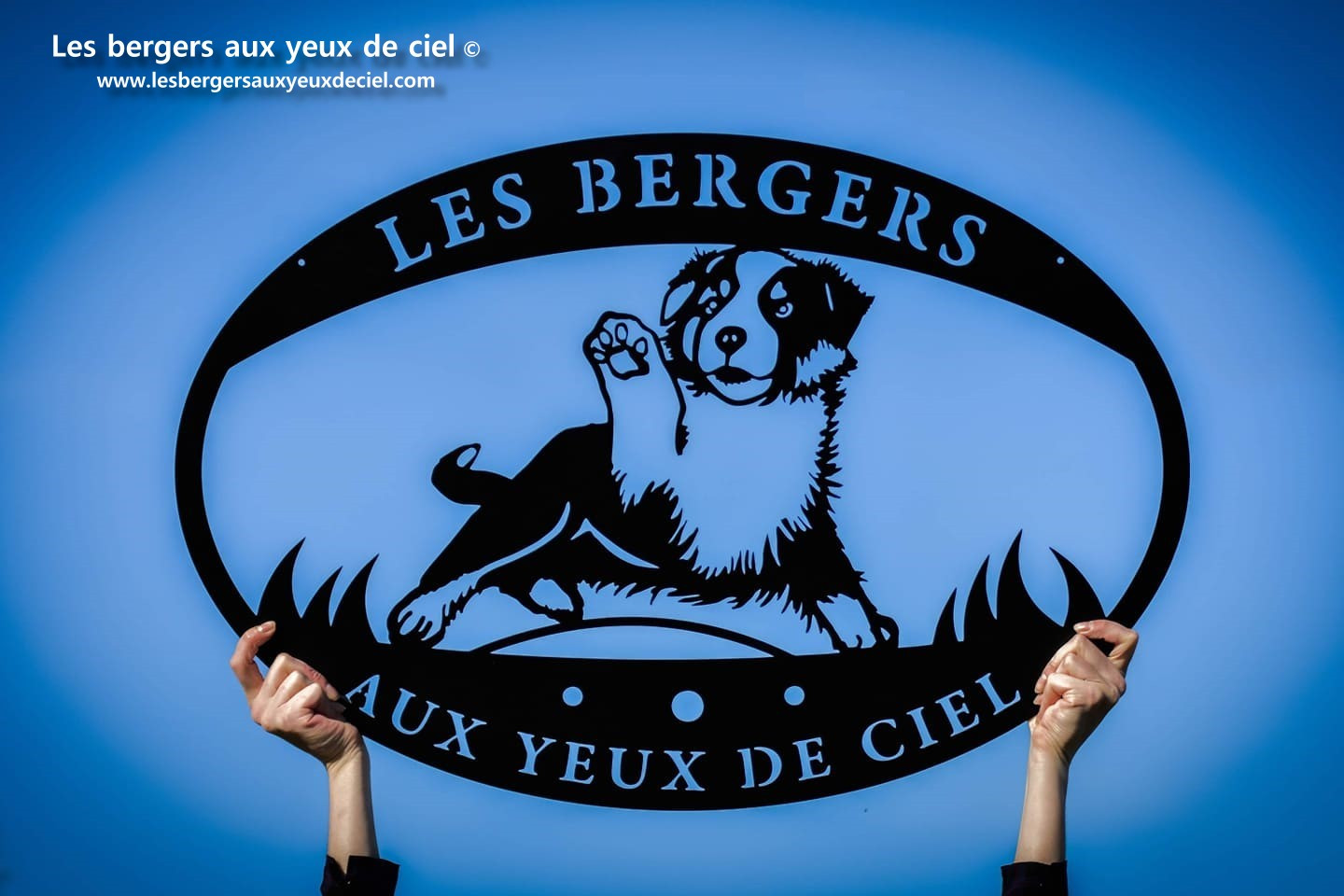 élevage des bergers aux yeux de ciel