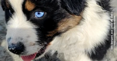 Lancelot deux mois Lancelot, chiot berger australien noir tricolore aux yeux bleus
