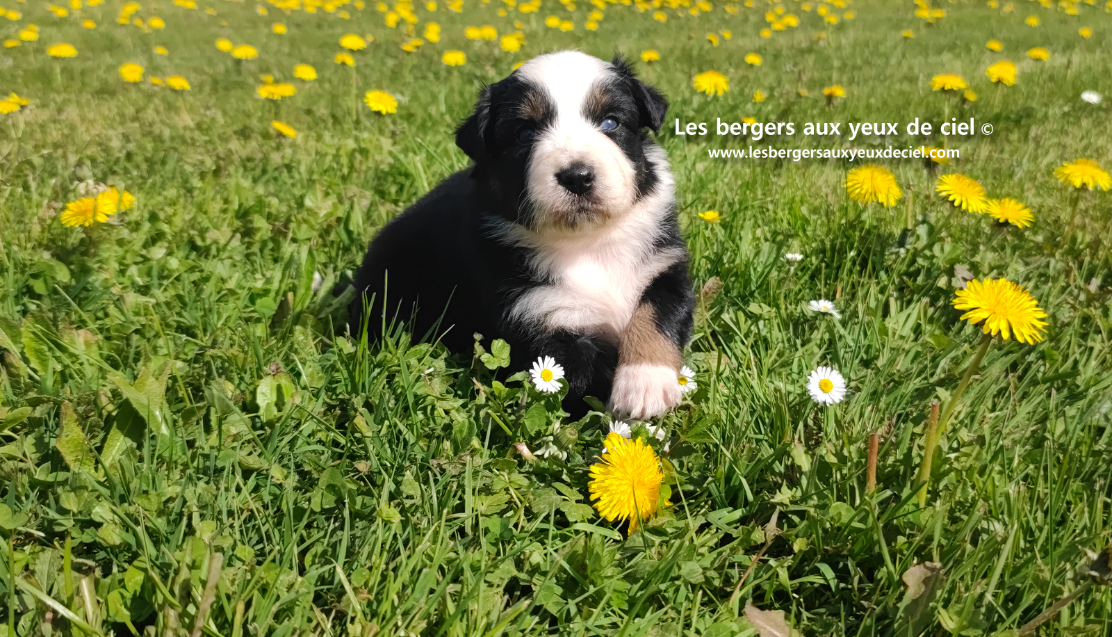 Toscane, chiot femelle berger australien noire tricolore aux yeux vairons