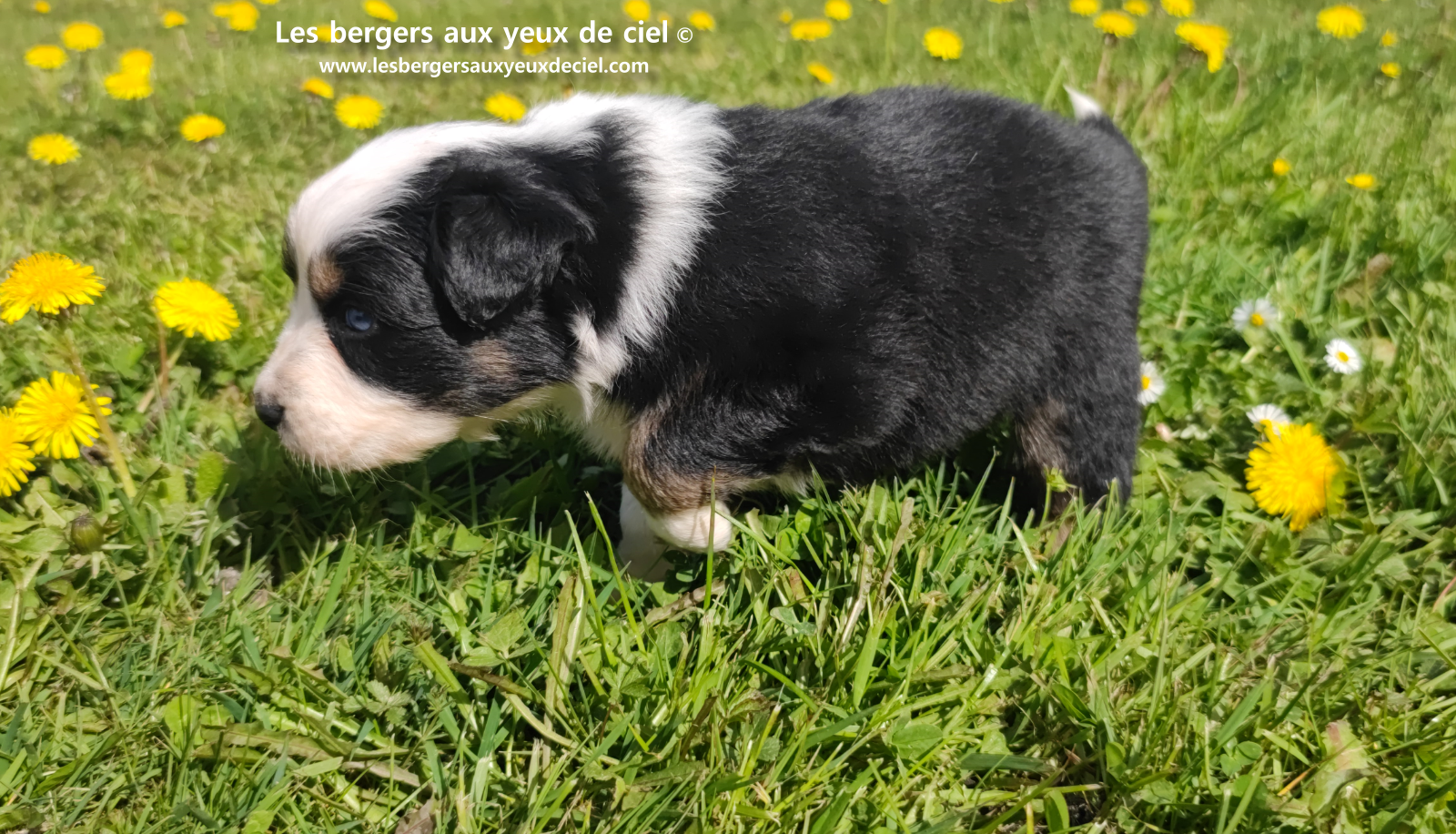 Toscane, chiot femelle berger australien noire tricolore aux yeux vairons