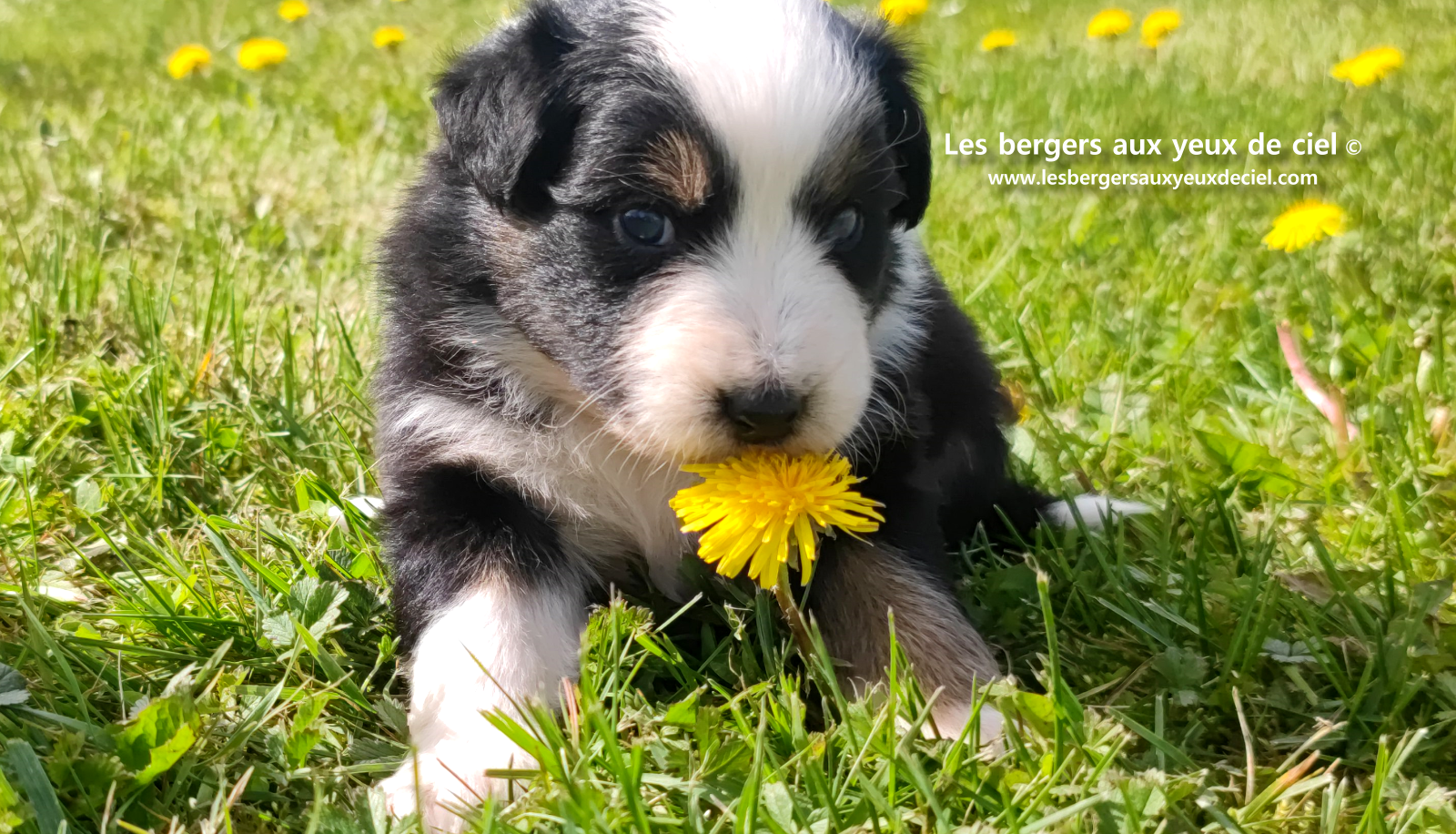 Toscane, chiot femelle berger australien noire tricolore aux yeux vairons