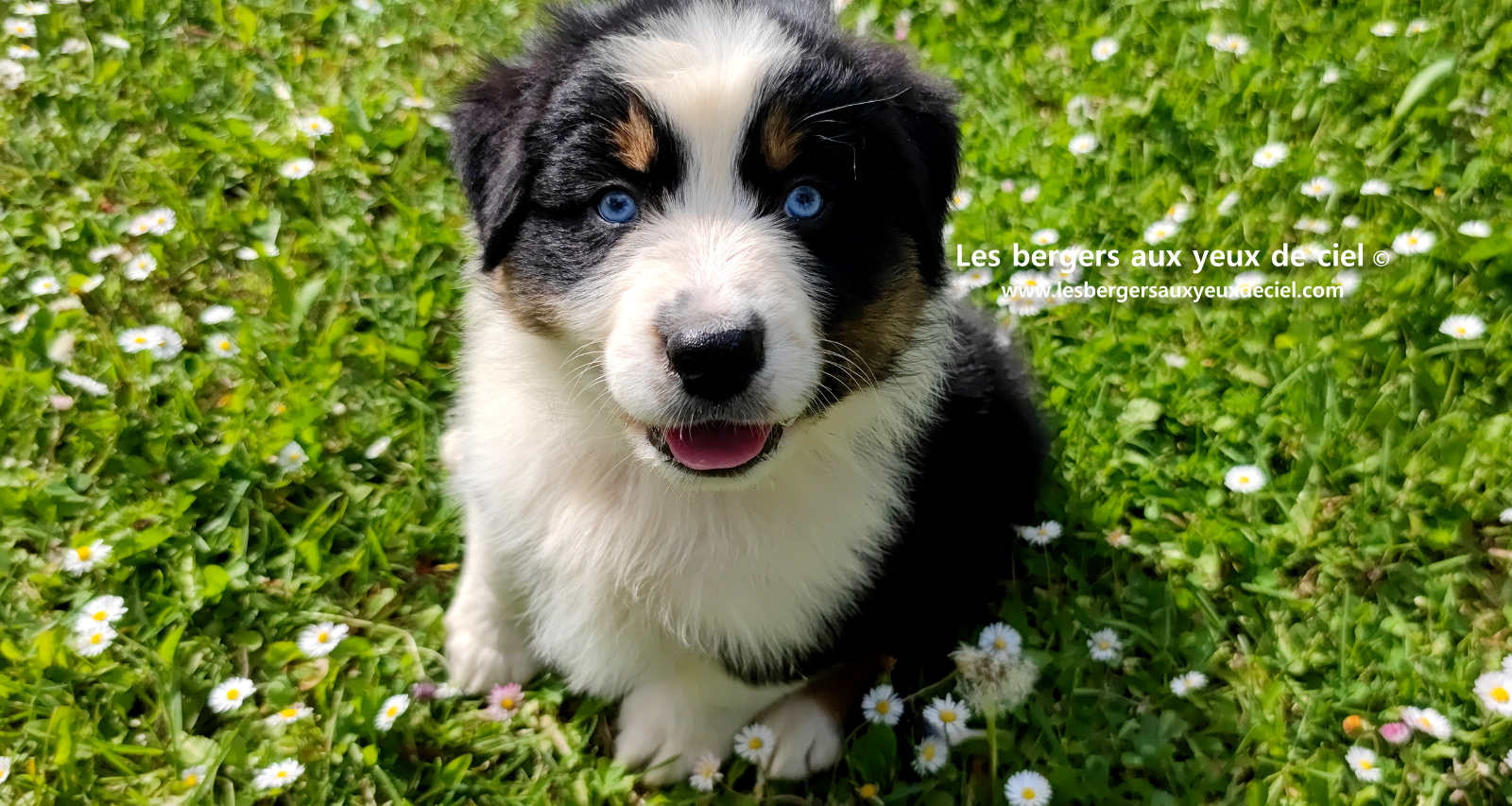 Lancelot, chiot berger australien noir tricolore aux yeux bleus