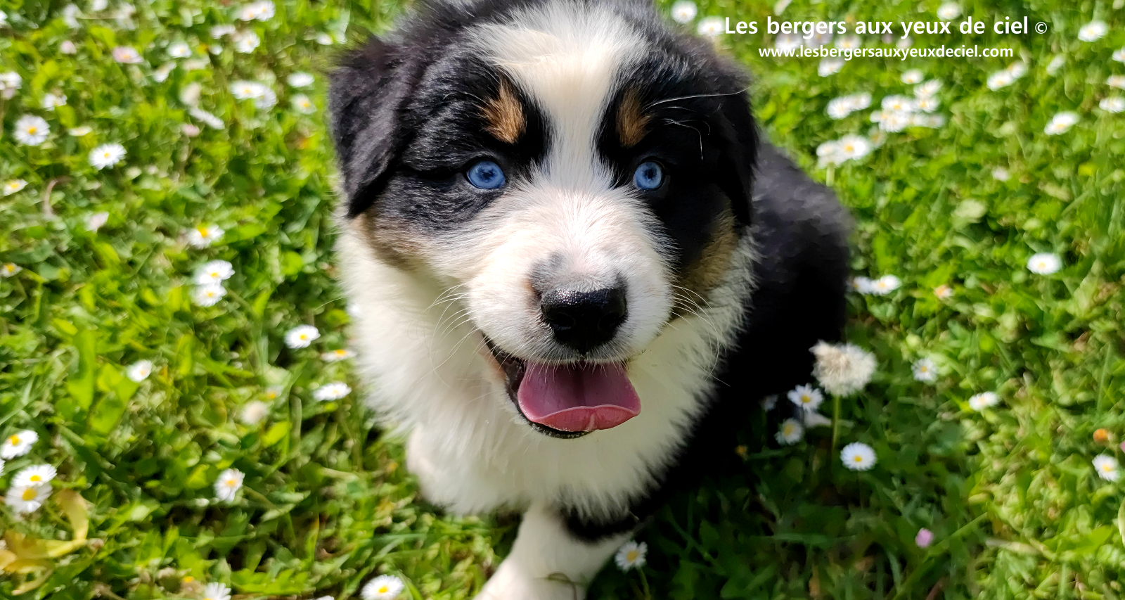 Lancelot, chiot berger australien noir tricolore aux yeux bleus