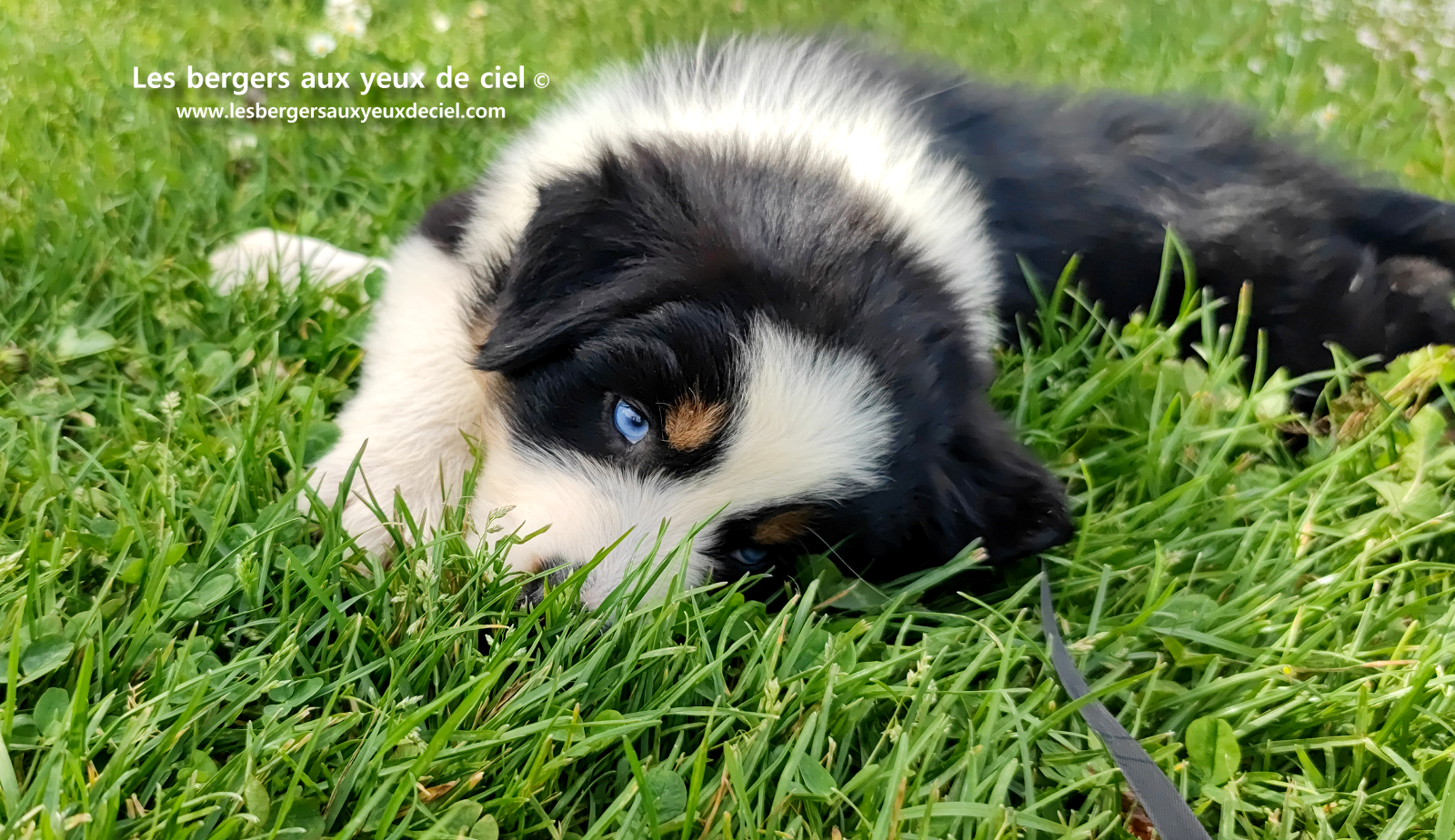 Lancelot, chiot berger australien noir tricolore aux yeux bleus