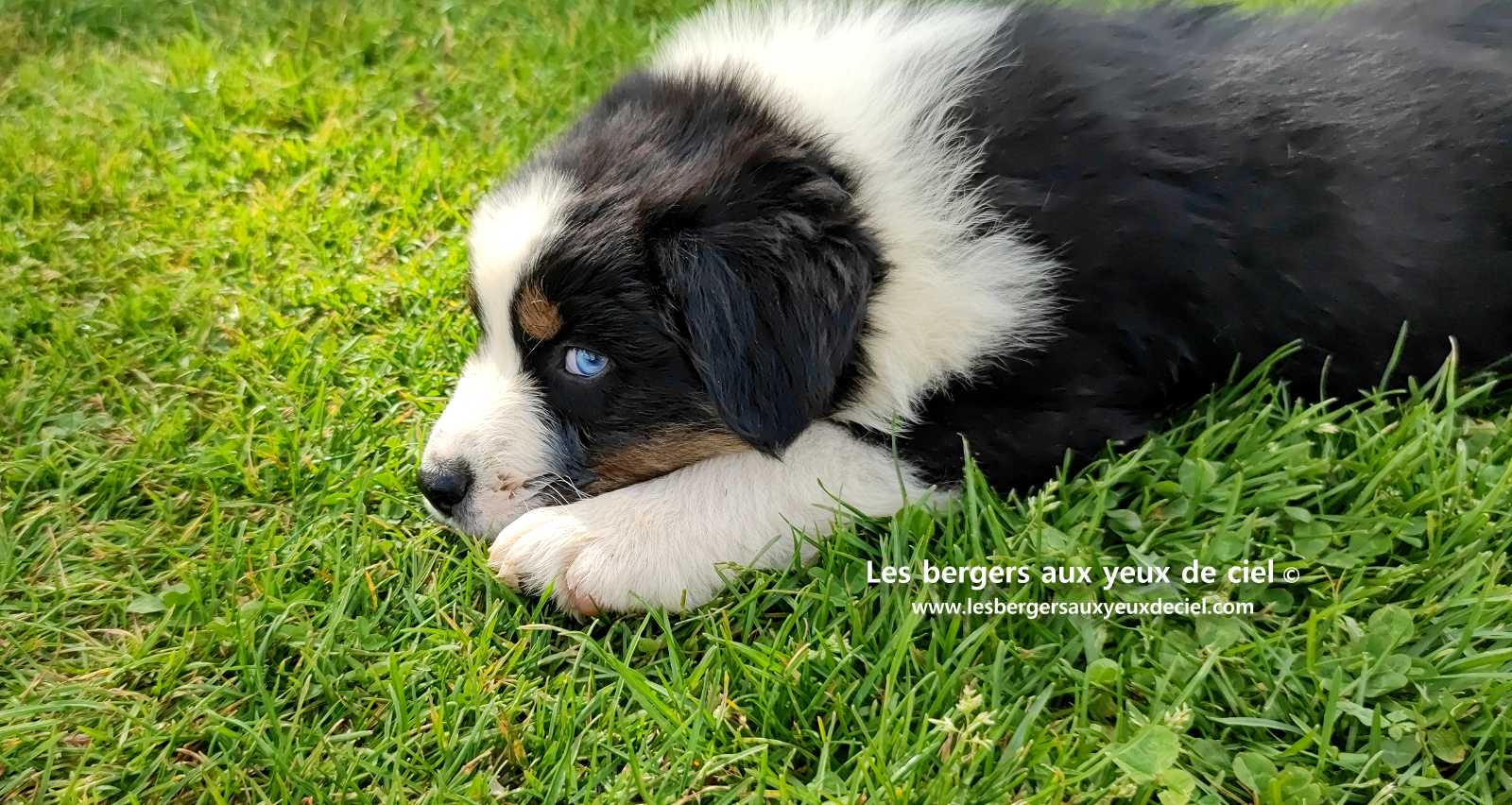 Lancelot, chiot berger australien noir tricolore aux yeux bleus