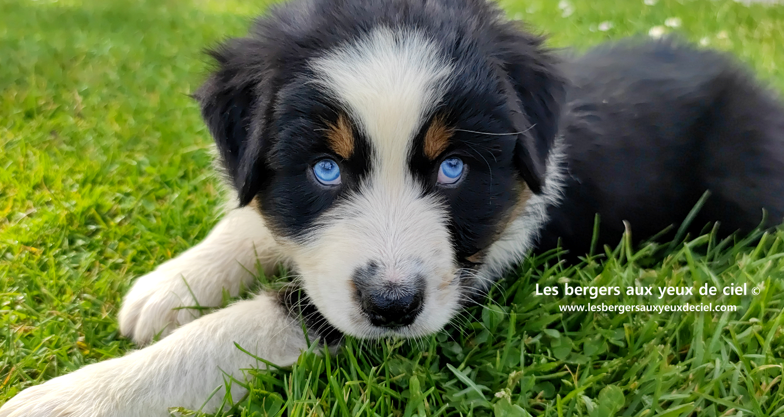 Lancelot, chiot berger australien noir tricolore aux yeux bleus