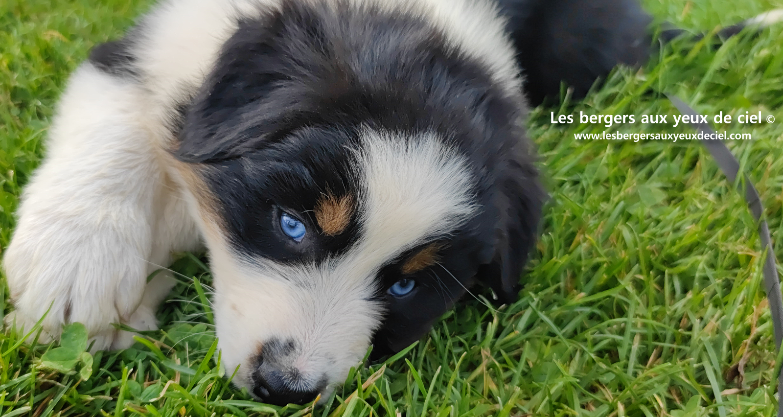Lancelot, chiot berger australien noir tricolore aux yeux bleus