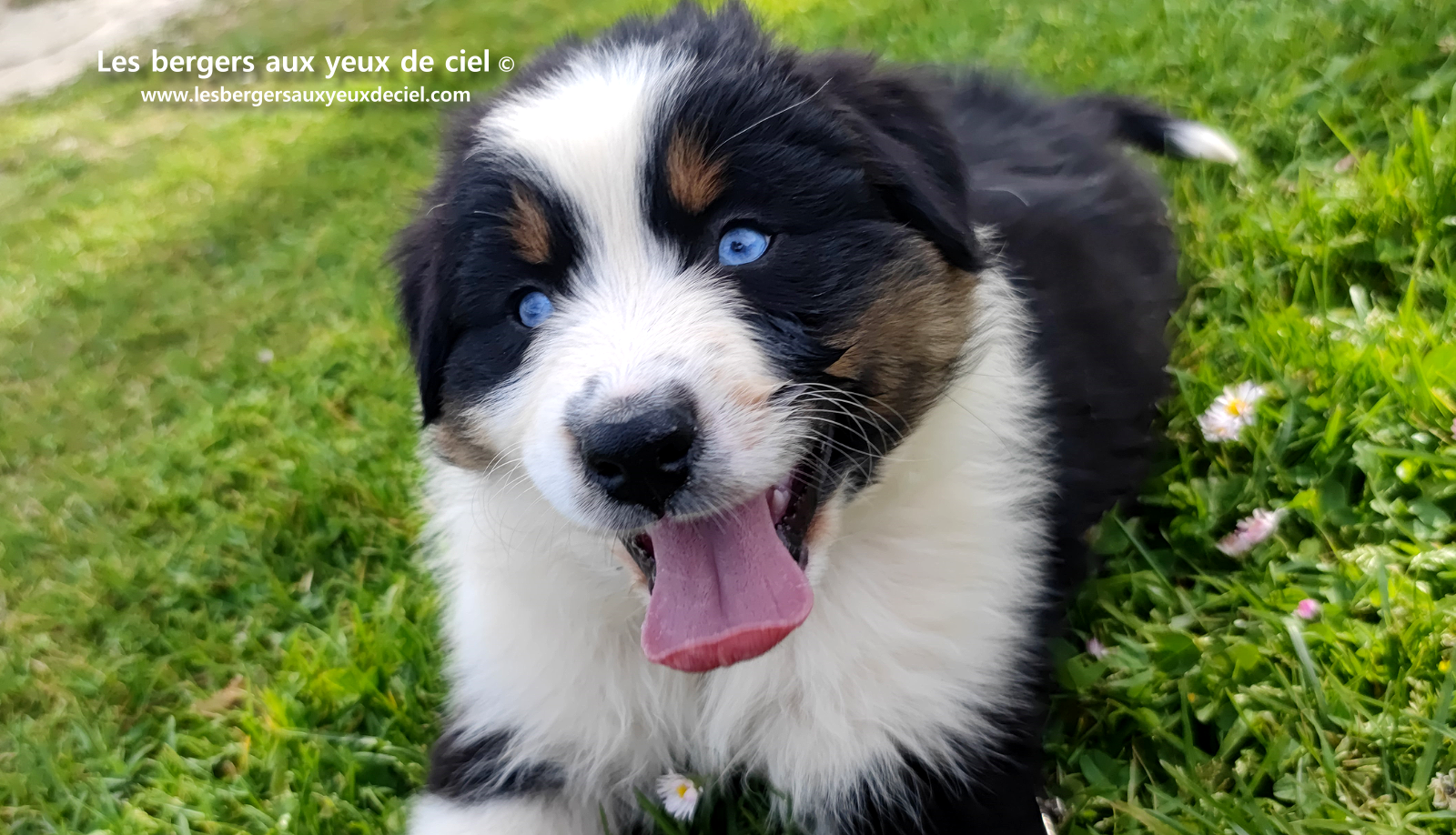 Lancelot, chiot berger australien noir tricolore aux yeux bleus