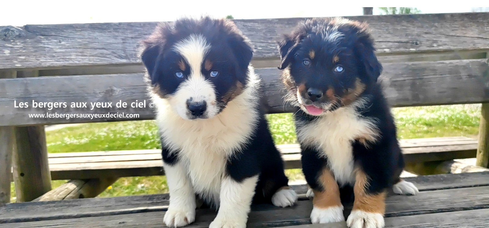 Lancelot, chiot berger australien noir tricolore aux yeux bleus