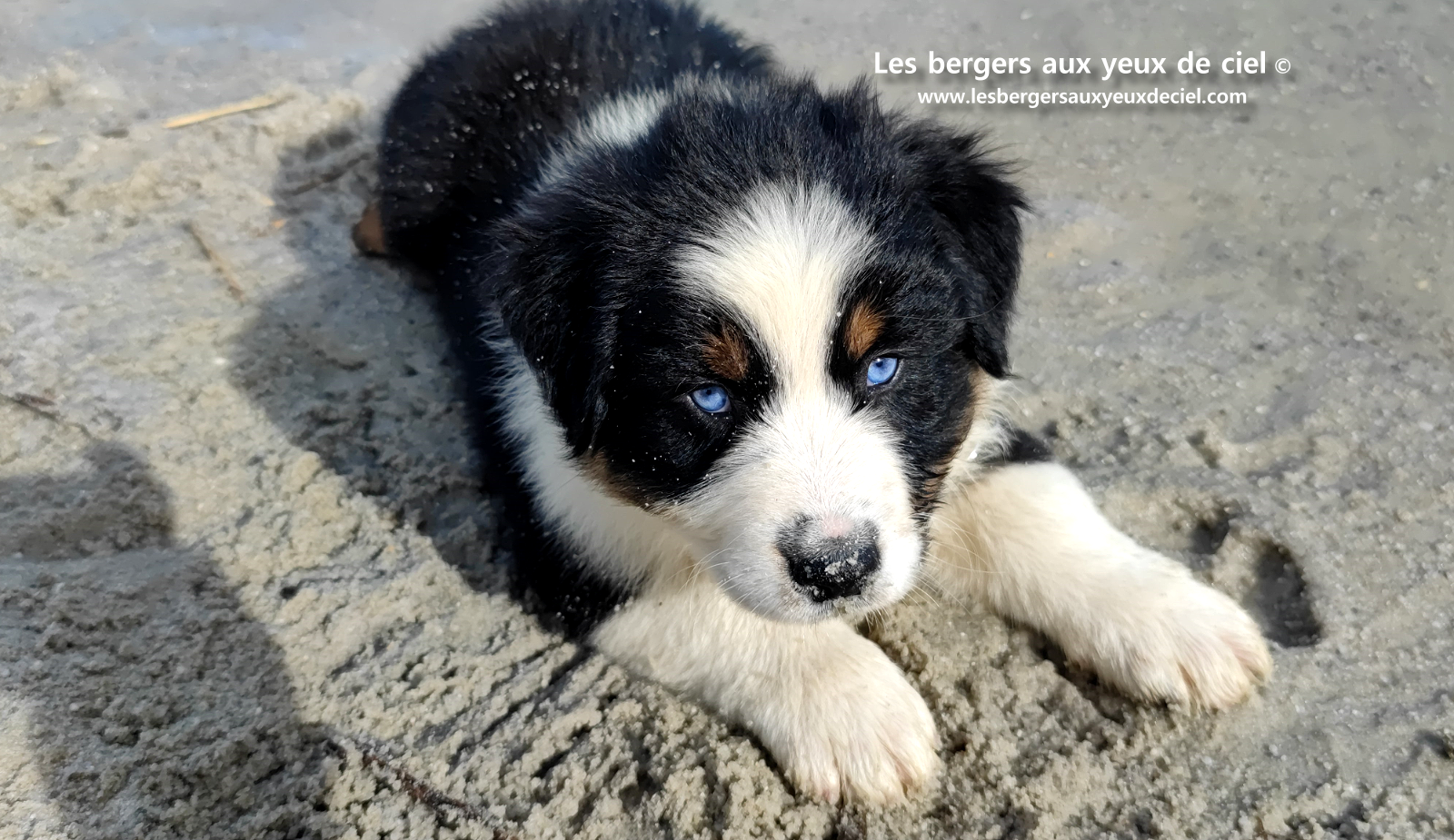 Lancelot, chiot berger australien noir tricolore aux yeux bleus