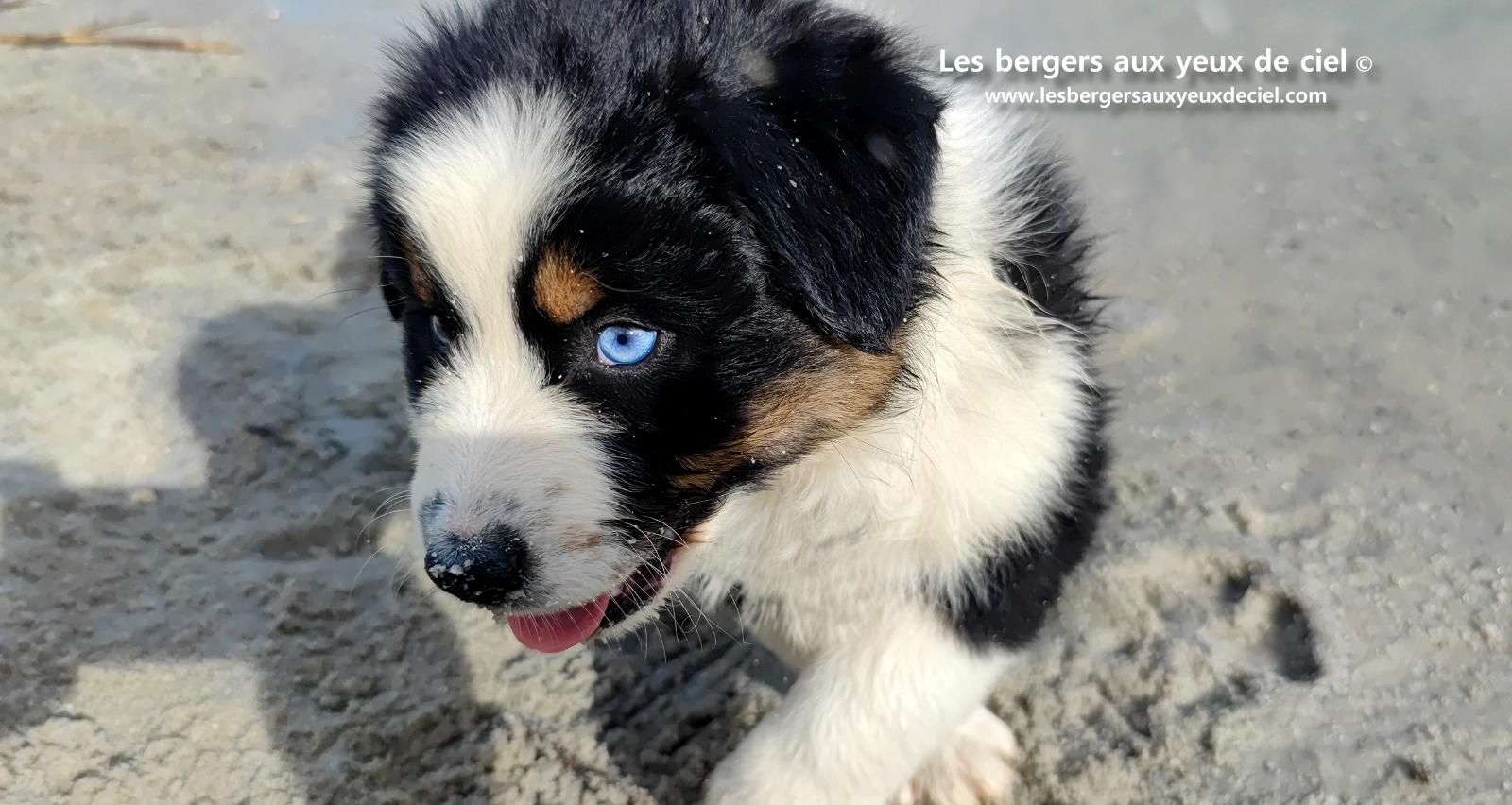 Lancelot, chiot berger australien noir tricolore aux yeux bleus