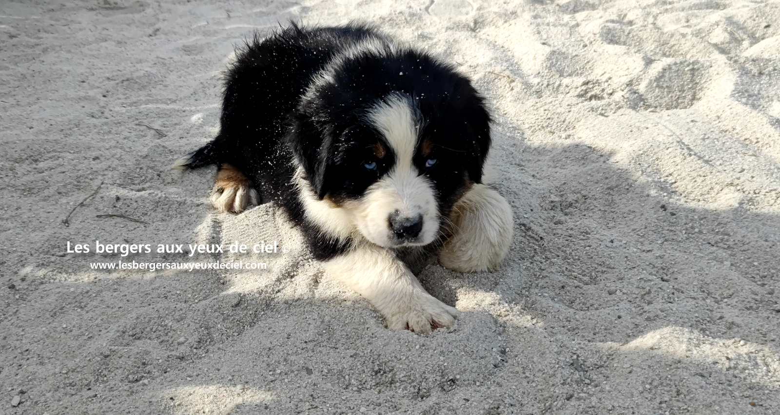 Lancelot, chiot berger australien noir tricolore aux yeux bleus