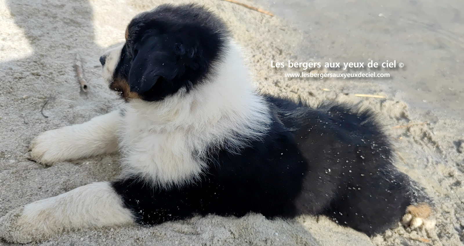 Lancelot, chiot berger australien noir tricolore aux yeux bleus