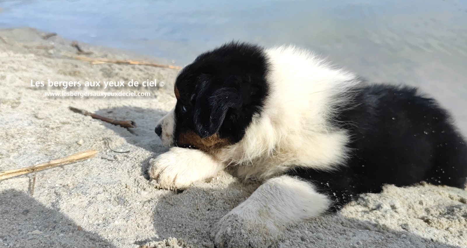 Lancelot, chiot berger australien noir tricolore aux yeux bleus