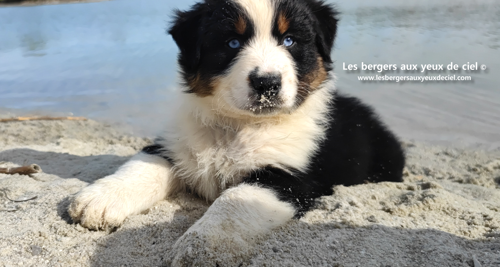Lancelot, chiot berger australien noir tricolore aux yeux bleus