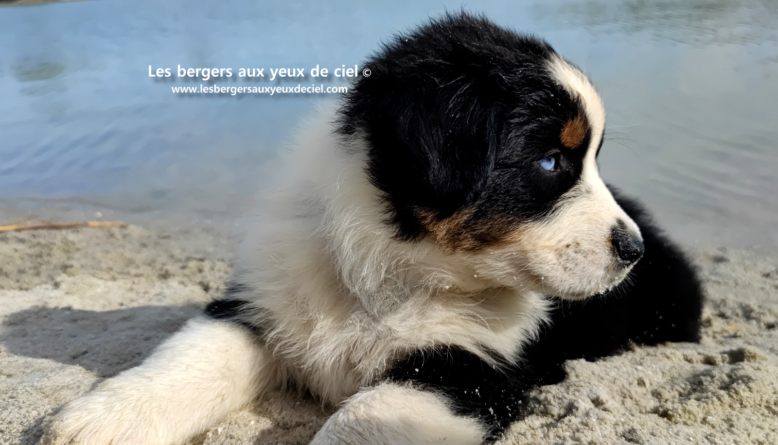 Lancelot, chiot berger australien noir tricolore aux yeux bleus