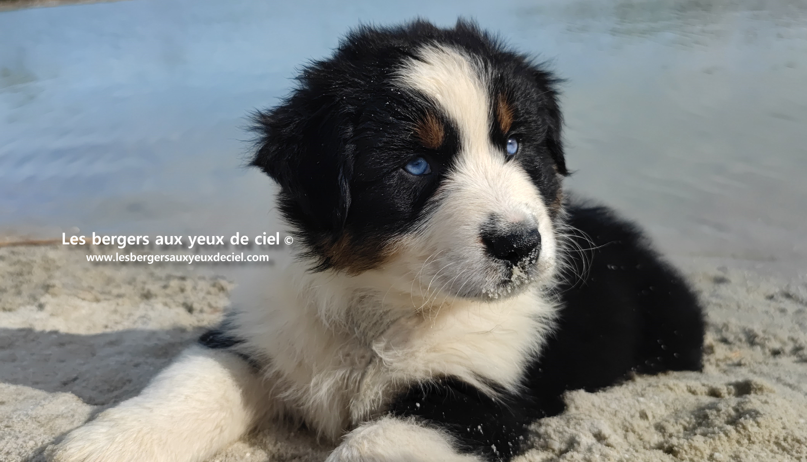 Lancelot, chiot berger australien noir tricolore aux yeux bleus