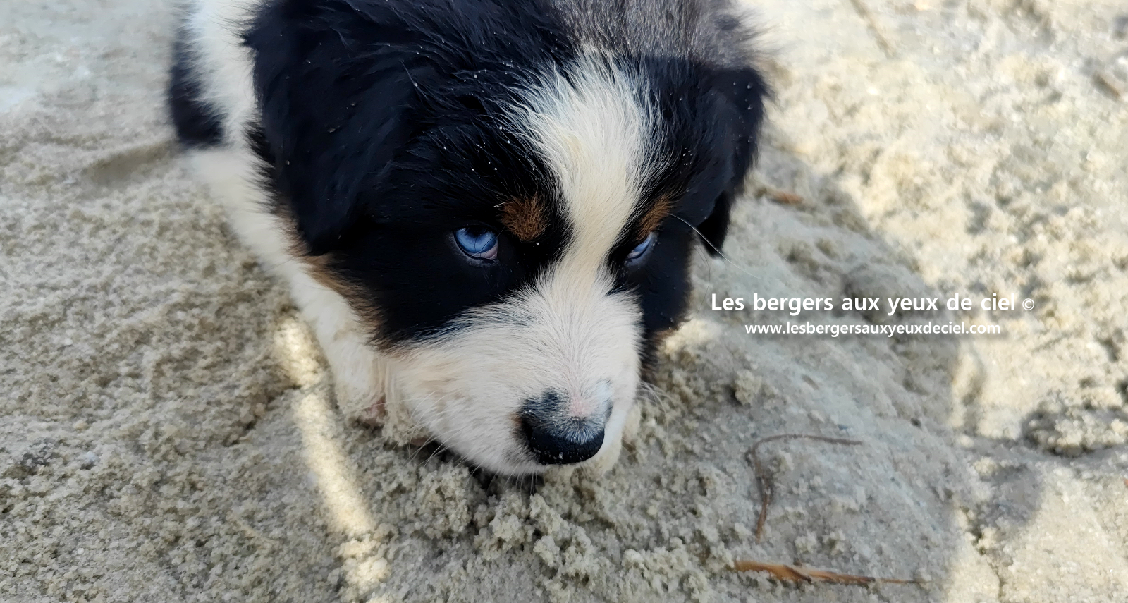 Lancelot, chiot berger australien noir tricolore aux yeux bleus