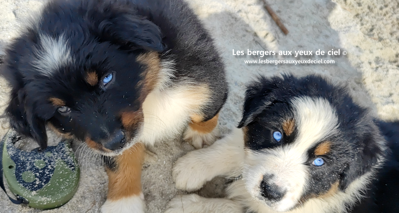 Lancelot, chiot berger australien noir tricolore aux yeux bleus