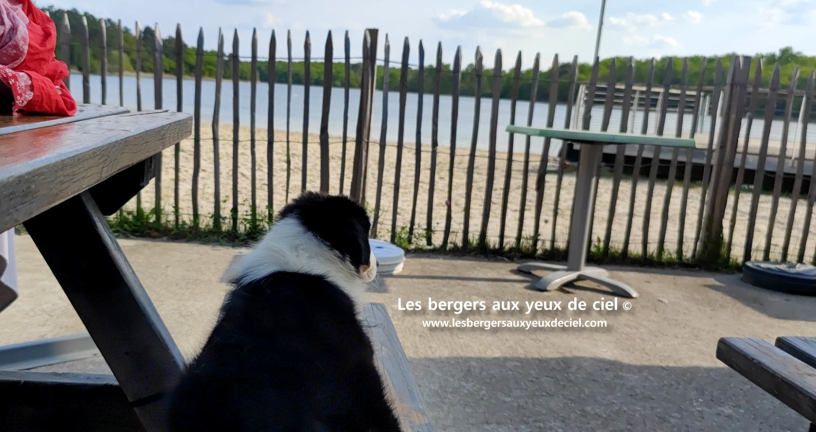 Lancelot, chiot berger australien noir tricolore aux yeux bleus