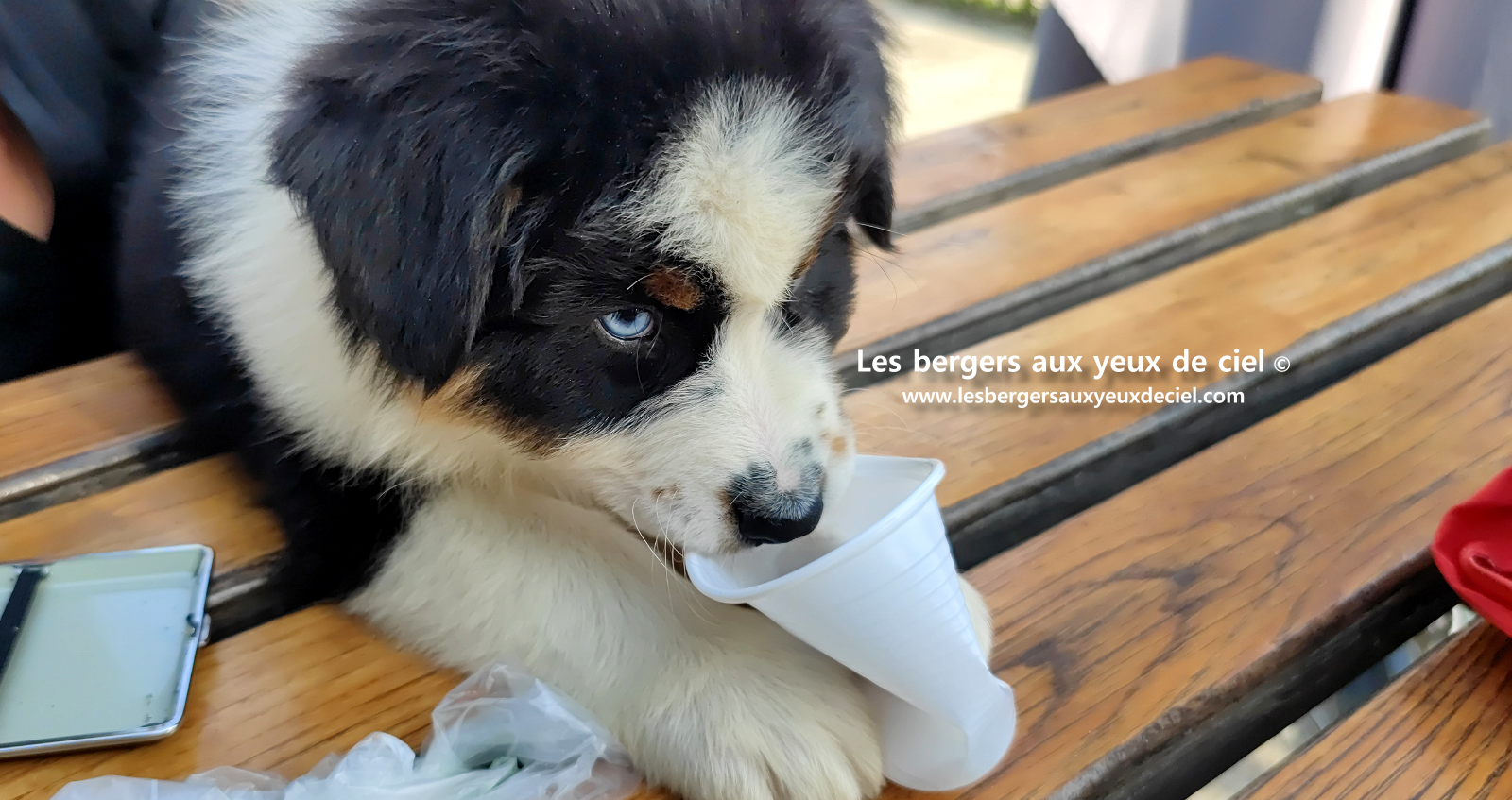 Lancelot, chiot berger australien noir tricolore aux yeux bleus