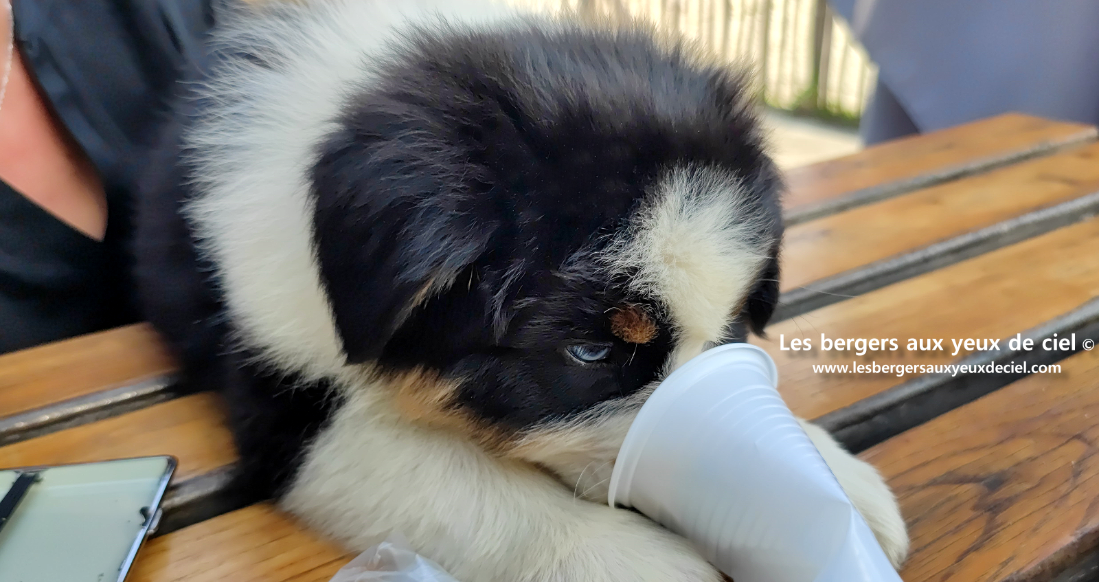 Lancelot, chiot berger australien noir tricolore aux yeux bleus