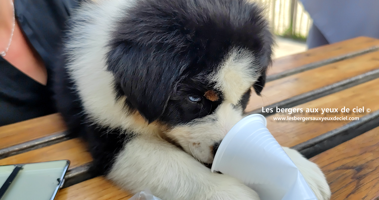 Lancelot, chiot berger australien noir tricolore aux yeux bleus
