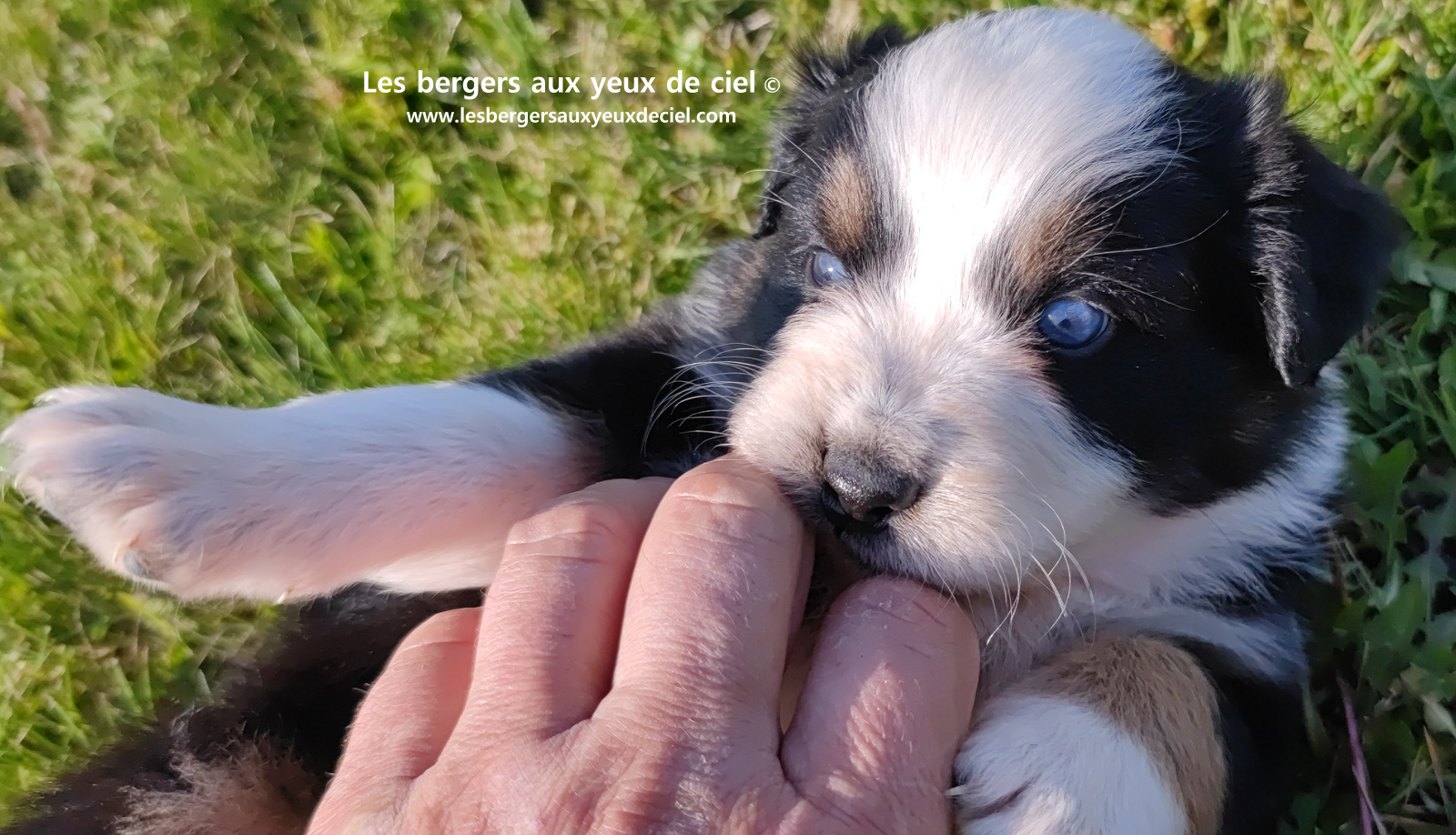 Toscane, chiot femelle berger australien noire tricolore aux yeux vairons