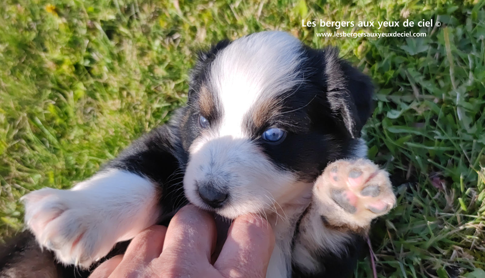 Toscane, chiot femelle berger australien noire tricolore aux yeux vairons