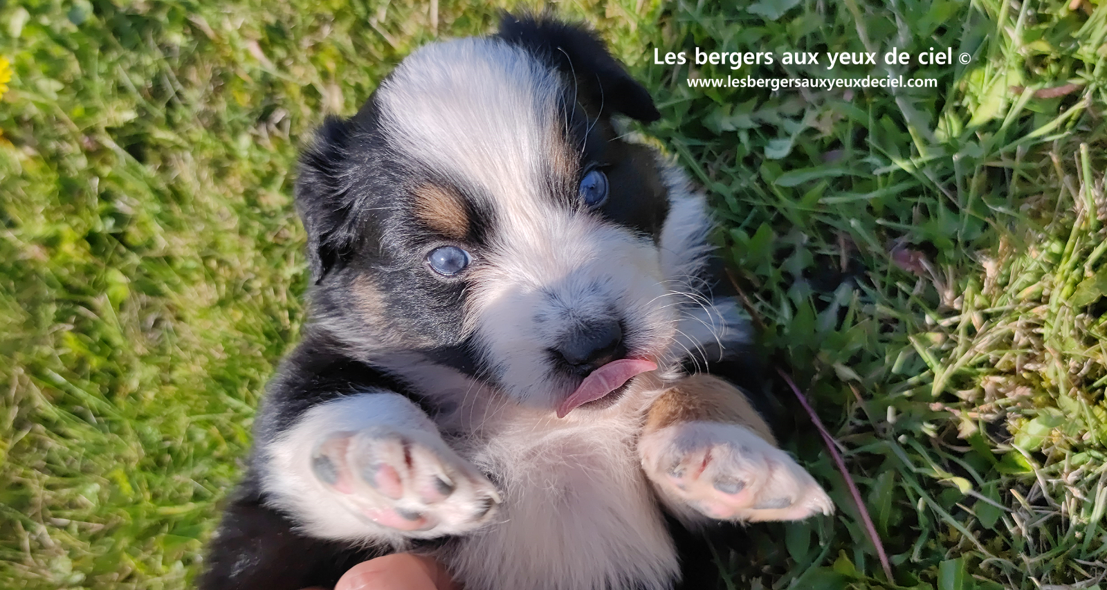Toscane, chiot femelle berger australien noire tricolore aux yeux vairons