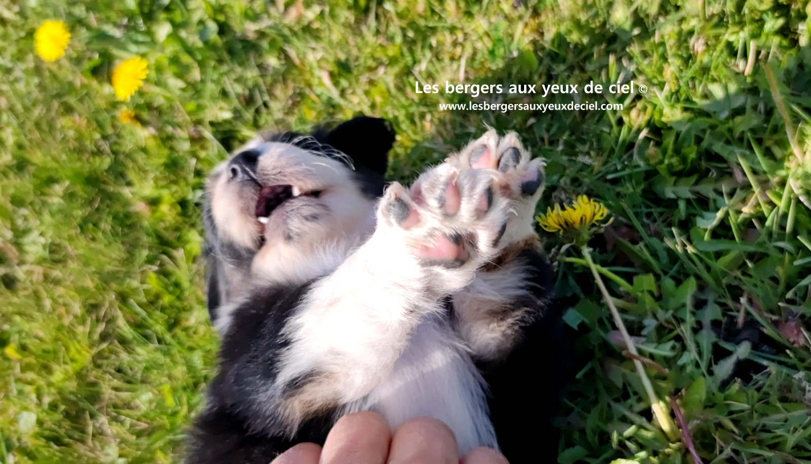 Toscane, chiot femelle berger australien noire tricolore aux yeux vairons
