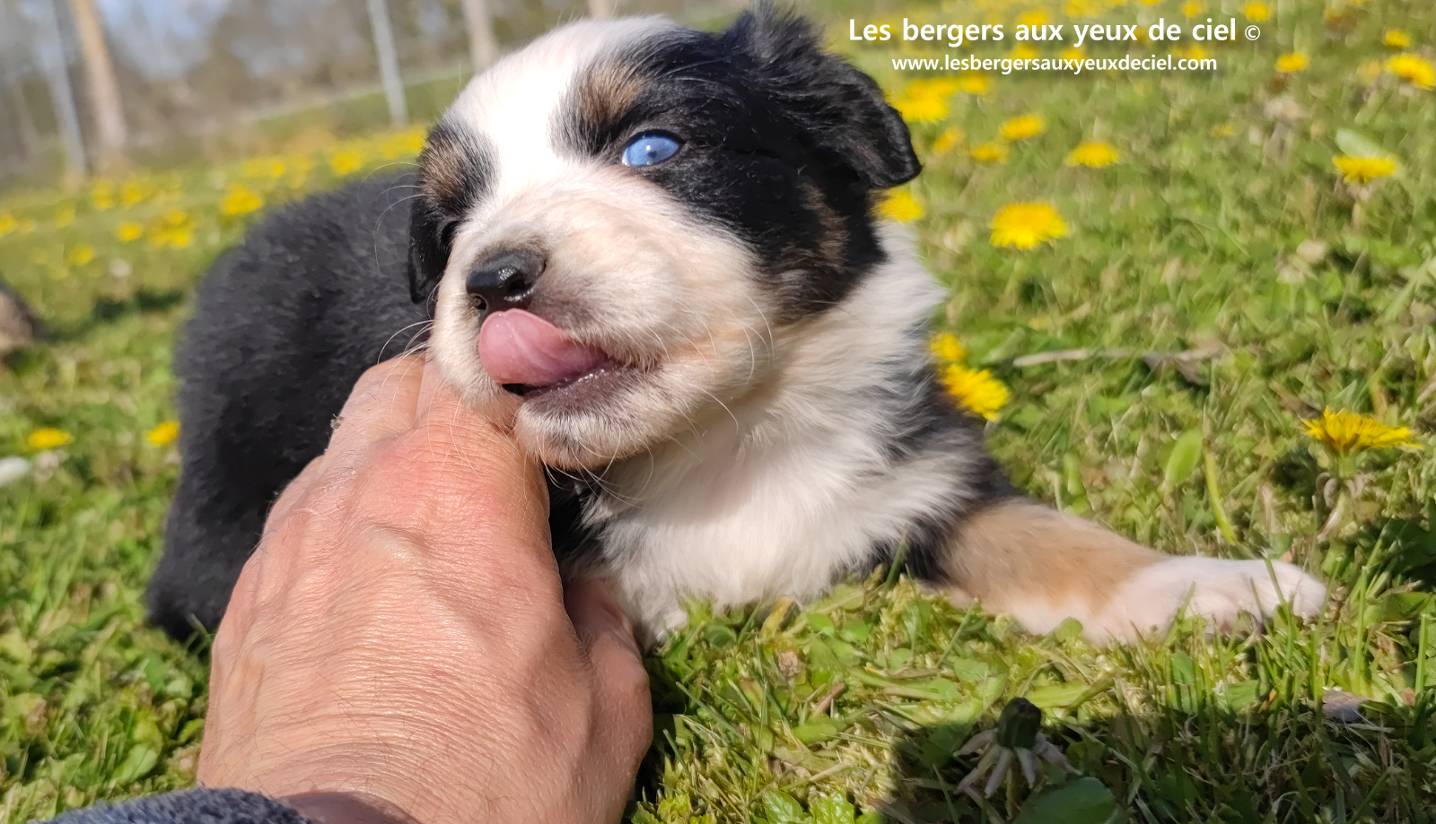 Toscane, chiot femelle berger australien noire tricolore aux yeux vairons