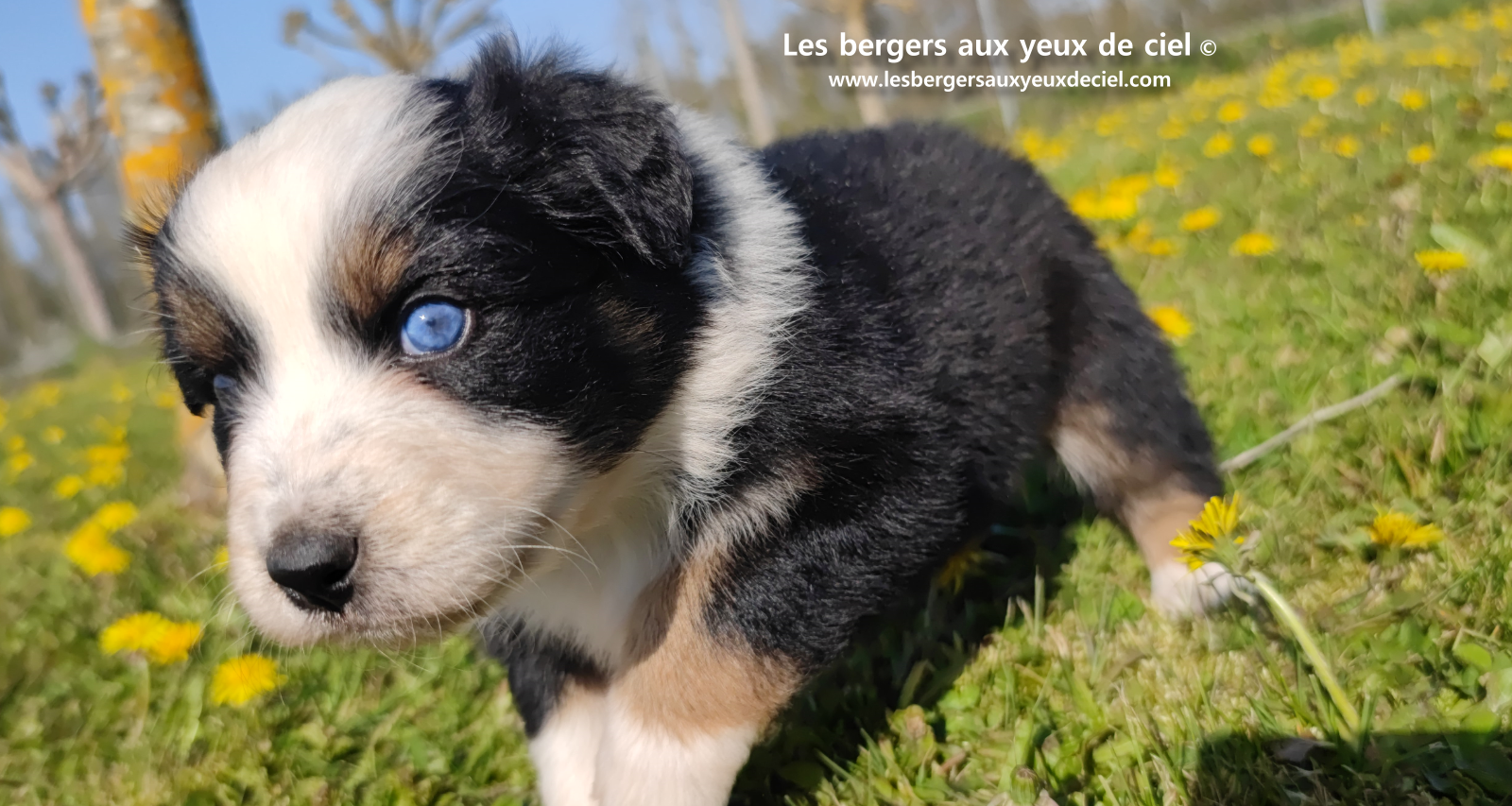 Toscane, chiot femelle berger australien noire tricolore aux yeux vairons
