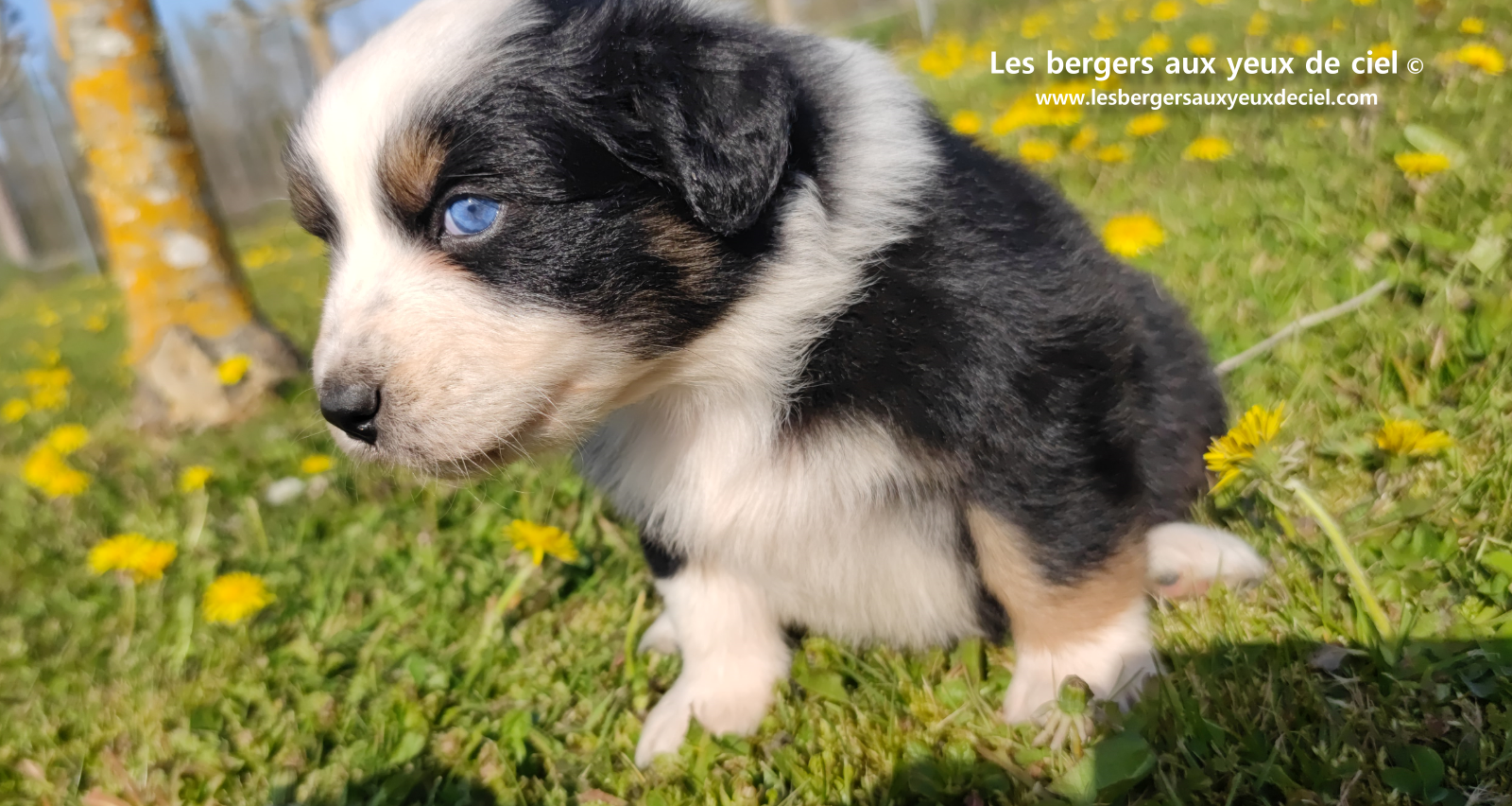 Toscane, chiot femelle berger australien noire tricolore aux yeux vairons