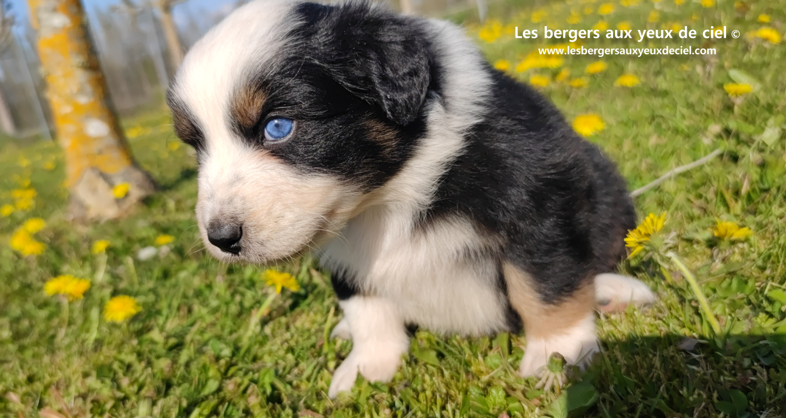 Toscane, chiot femelle berger australien noire tricolore aux yeux vairons