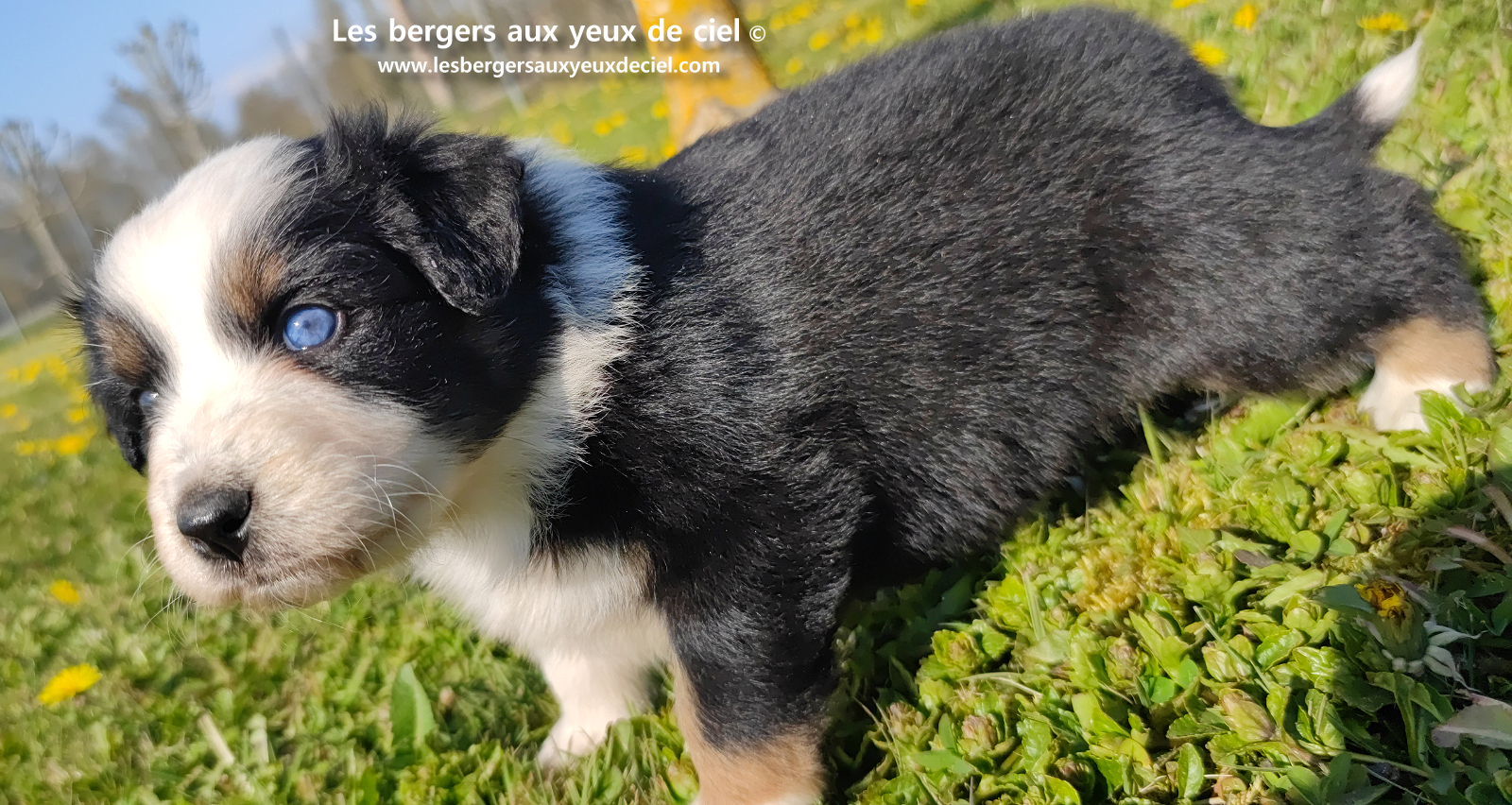 Toscane, chiot femelle berger australien noire tricolore aux yeux vairons