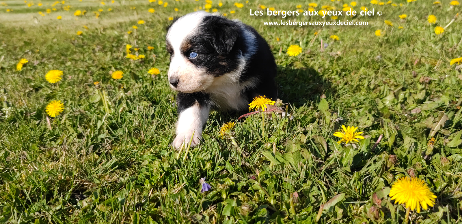 Toscane, chiot femelle berger australien noire tricolore aux yeux vairons