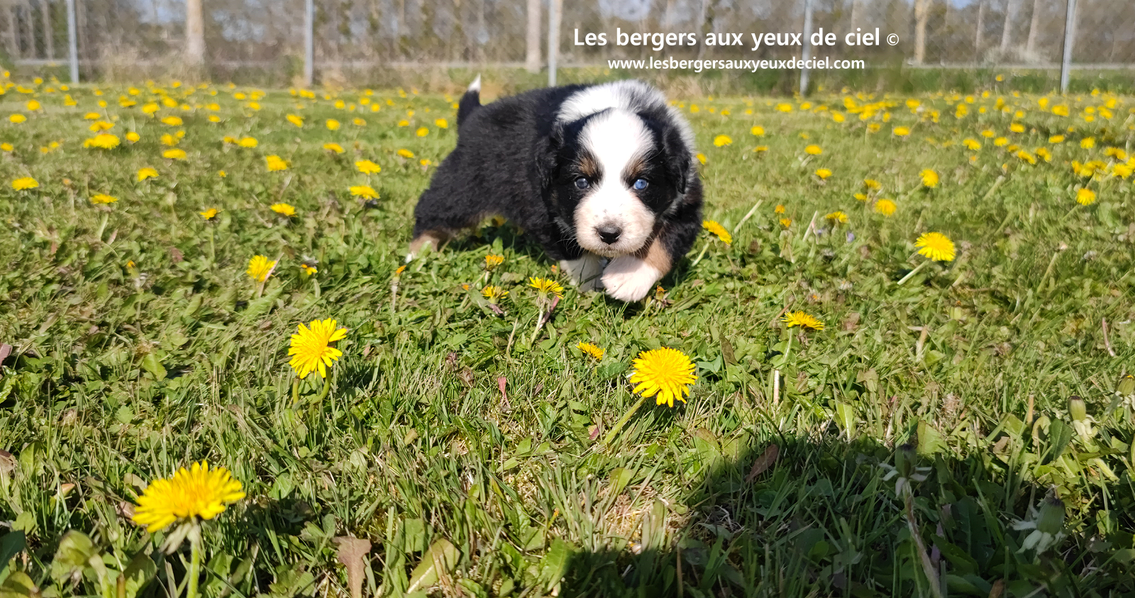 Toscane, chiot femelle berger australien noire tricolore aux yeux vairons