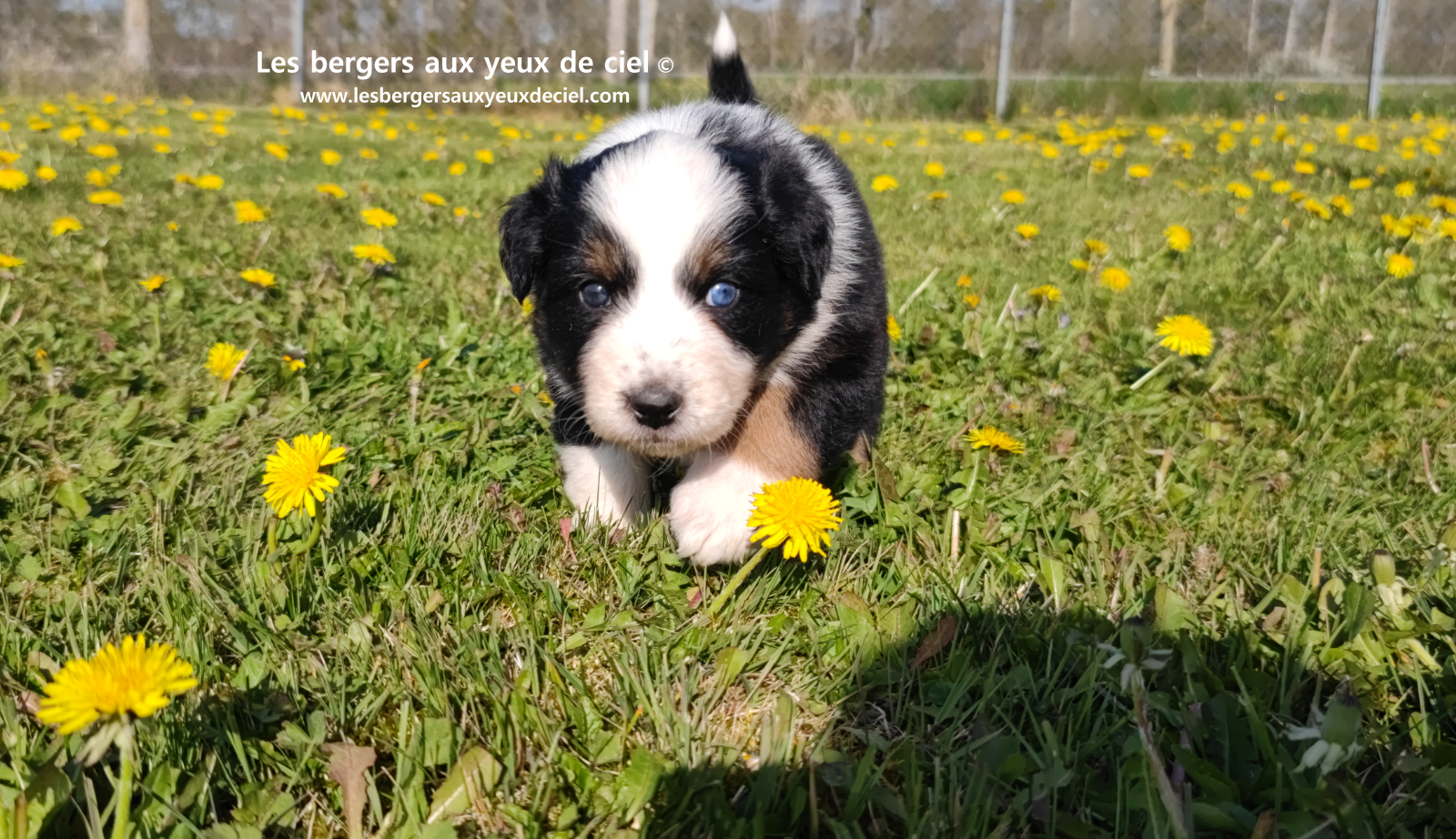 Toscane, chiot femelle berger australien noire tricolore aux yeux vairons
