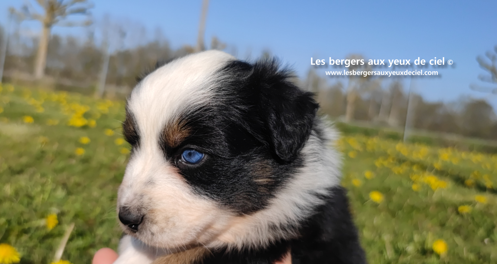 Toscane, chiot femelle berger australien noire tricolore aux yeux vairons