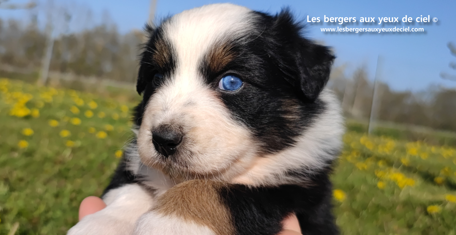 Toscane, chiot femelle berger australien noire tricolore aux yeux vairons