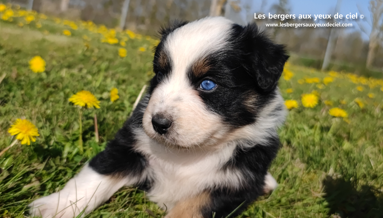 Toscane, chiot femelle berger australien noire tricolore aux yeux vairons