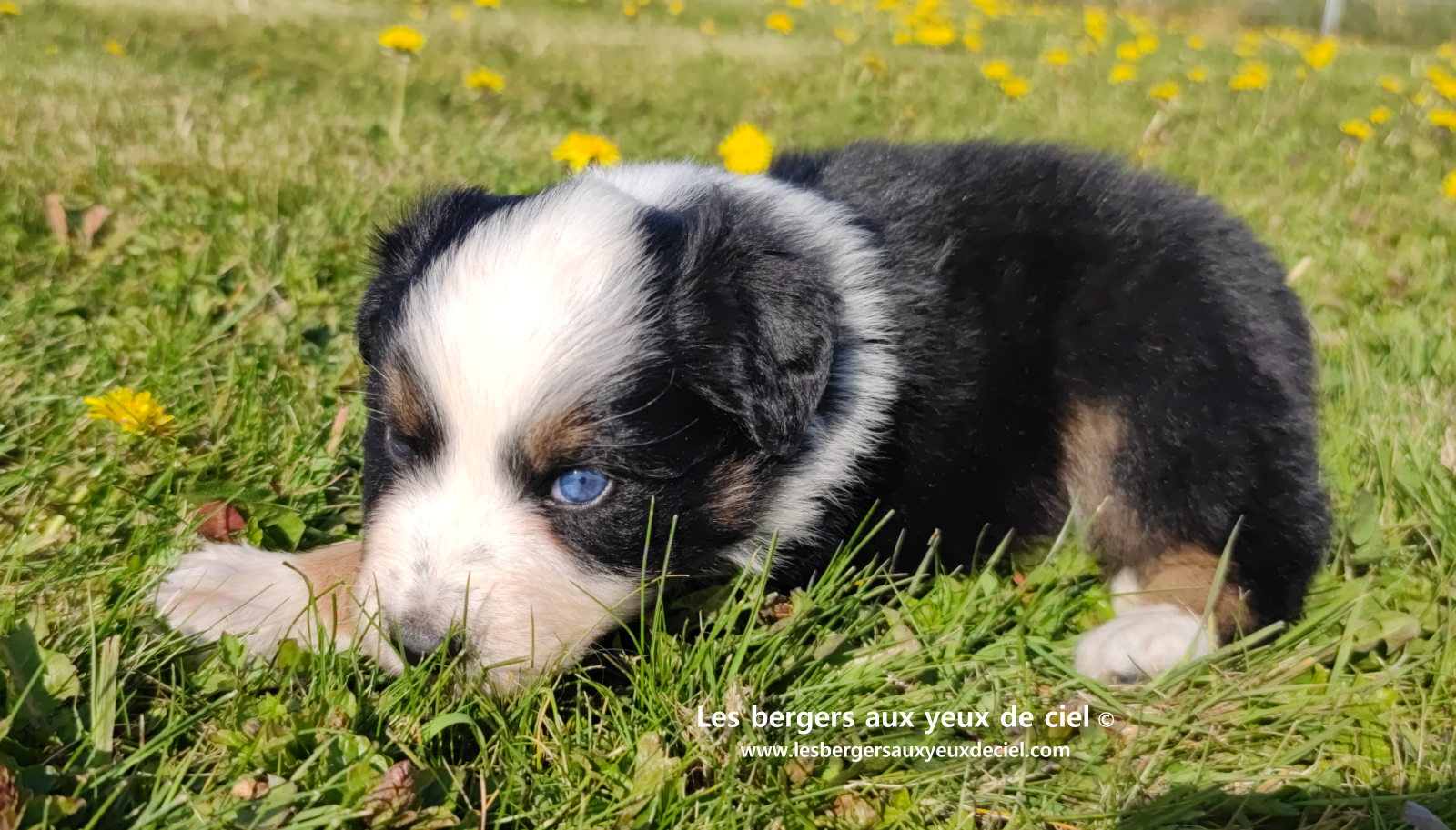 Toscane, chiot femelle berger australien noire tricolore aux yeux vairons