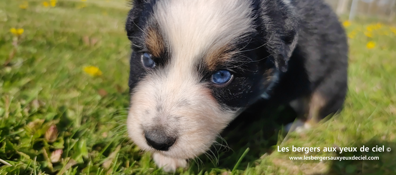 Toscane, chiot femelle berger australien noire tricolore aux yeux vairons