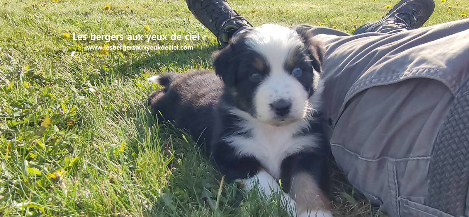 Toscane, chiot femelle berger australien noire tricolore aux yeux vairons