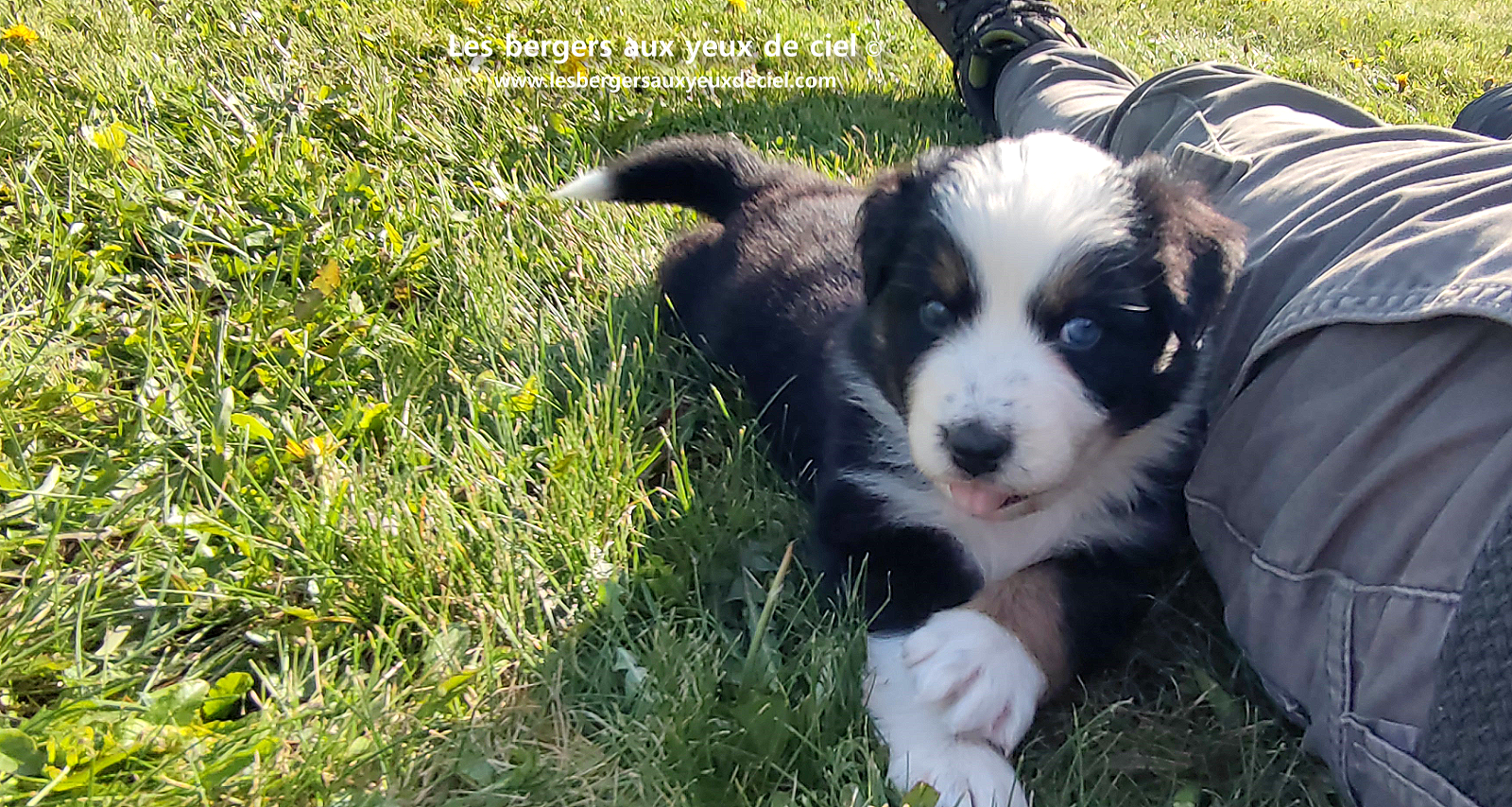 Toscane, chiot femelle berger australien noire tricolore aux yeux vairons