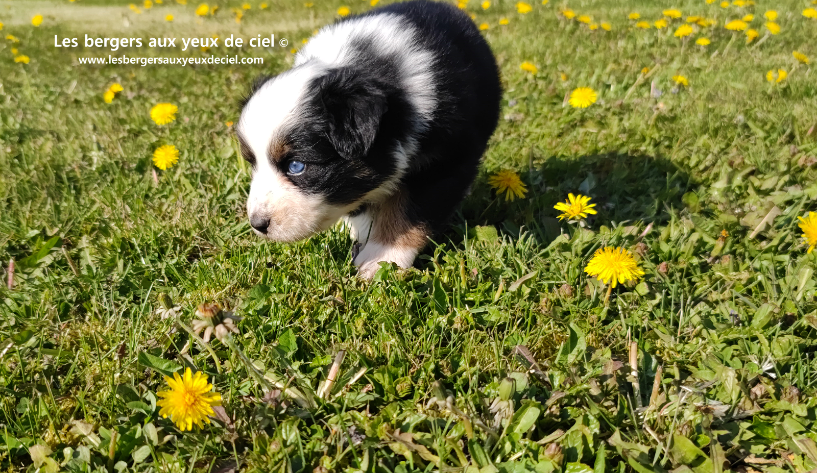 Toscane, chiot femelle berger australien noire tricolore aux yeux vairons
