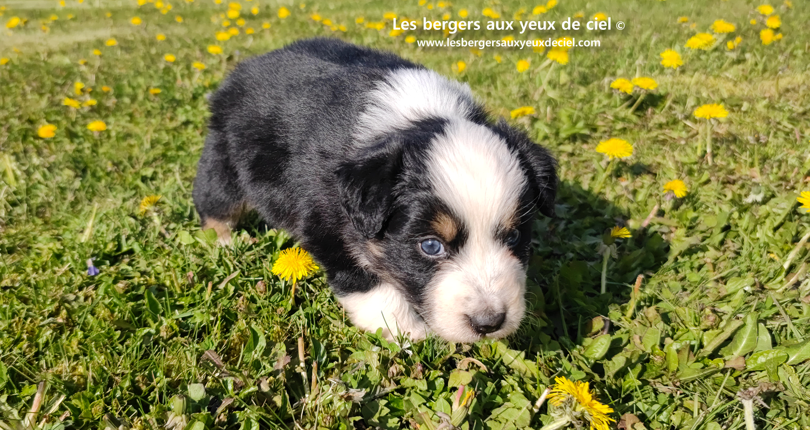 Toscane, chiot femelle berger australien noire tricolore aux yeux vairons