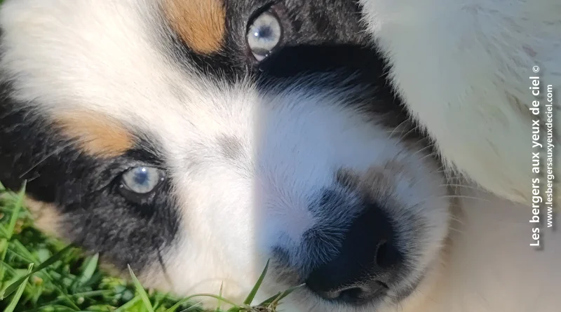Chiot berger australien noir tricolore aux yeux verts