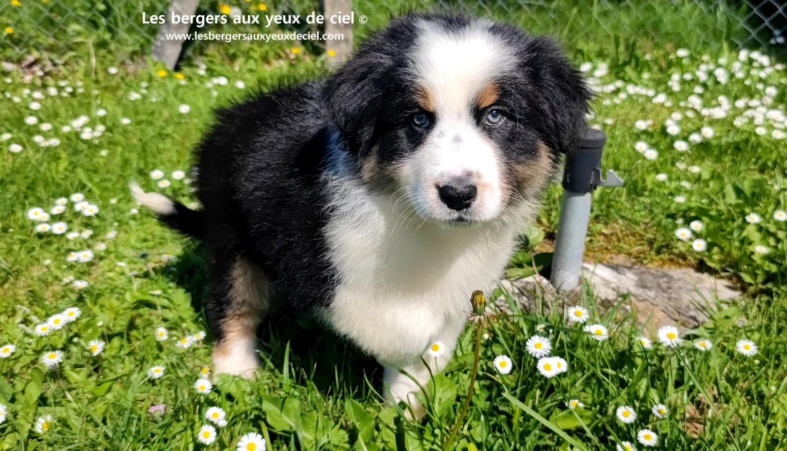 Chiot berger australien noir tricolore aux yeux verts